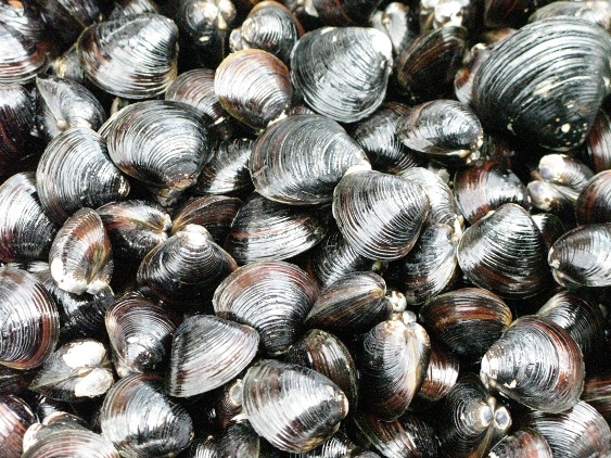 format:JPEG
size:563 x 422